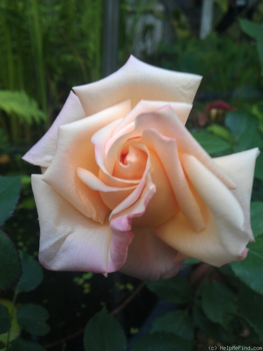 'Elise Vardon' rose photo