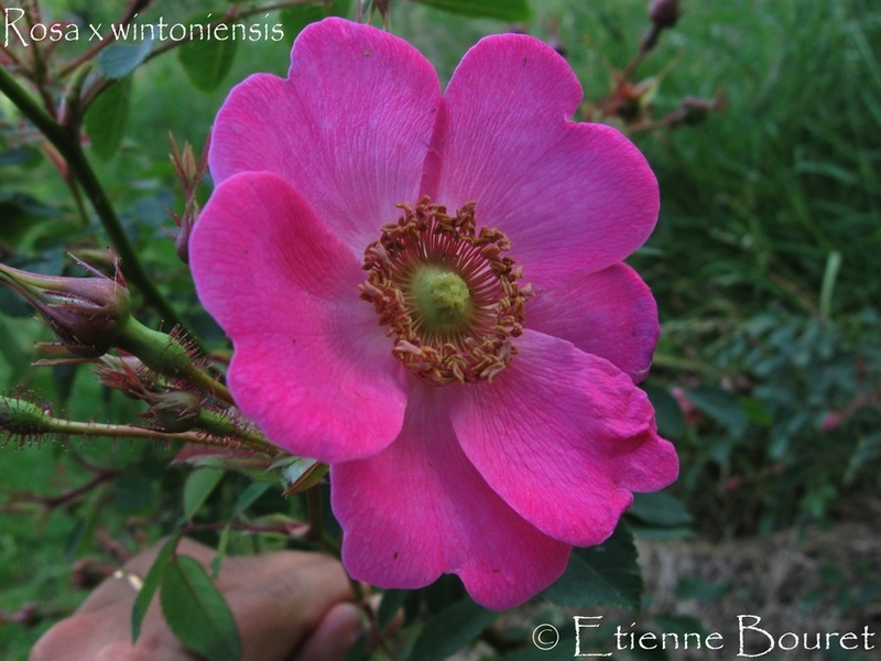 '<i>Rosa</i> X <i>wintoniensis</i> Hillier' rose photo