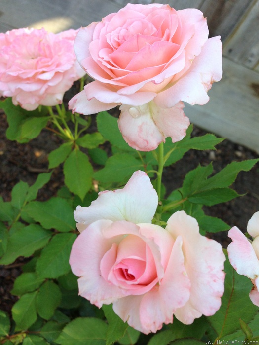 'Bridal Pink ™ (floribunda, Boerner before 1966)' rose photo