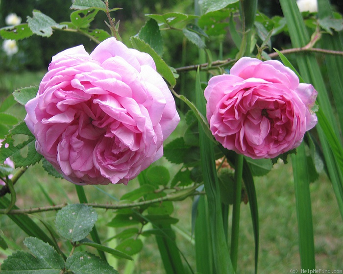 'Châpeau de Napoléon' rose photo