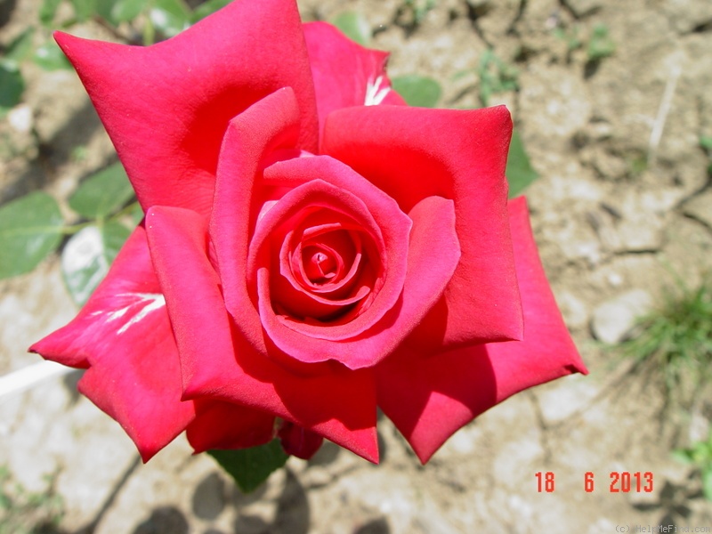 'Red Devil (hybrid tea, Dickson 1965)' rose photo