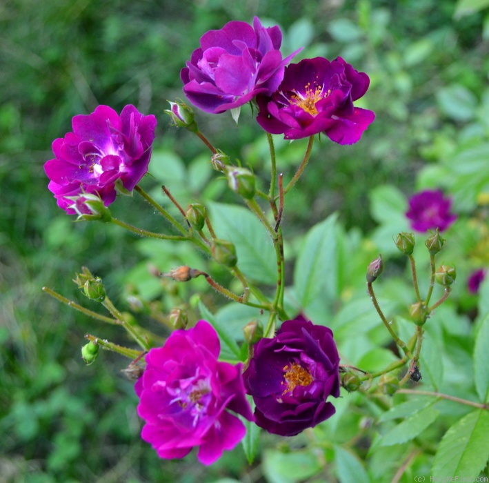 'Violetta (Hybrid Multiflora, Turbat, 1921)' rose photo