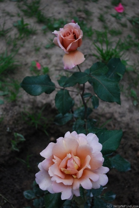 'Julia's Rose' rose photo