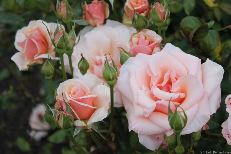 'Mother of Pearl ™ (grandiflora, Meilland, 2006)' rose photo