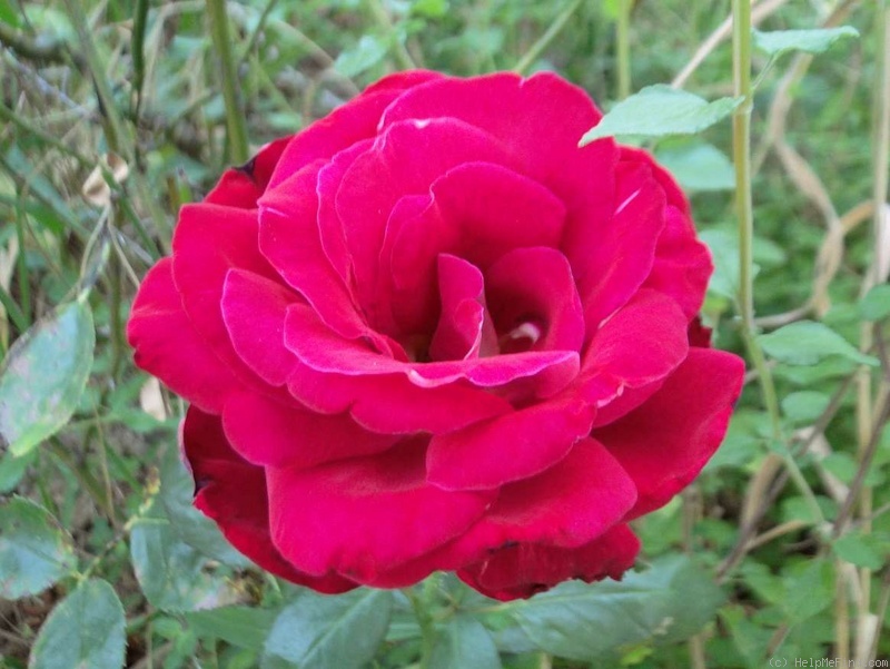 'Trade Winds' rose photo
