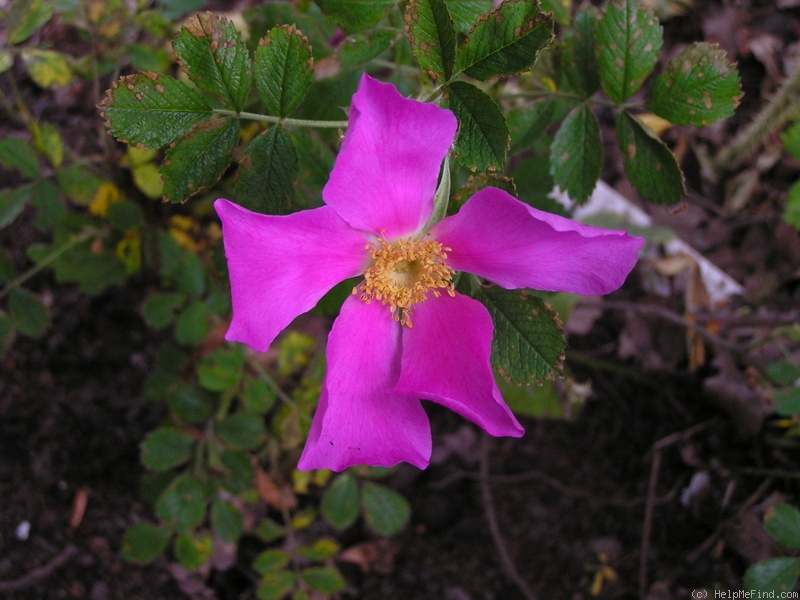 'Pink Mystery' rose photo