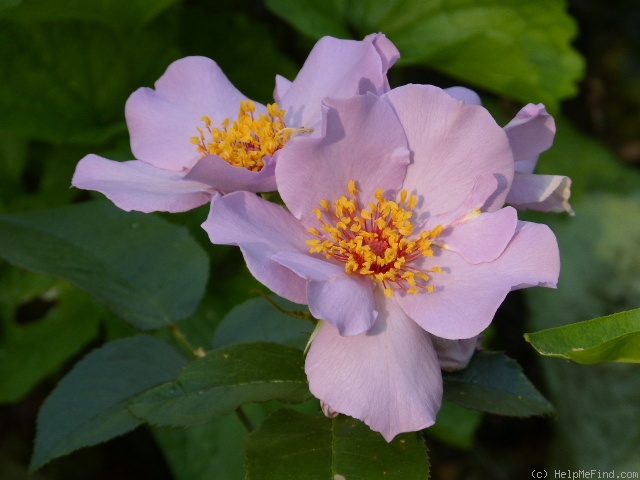 'Lilac Charm' rose photo