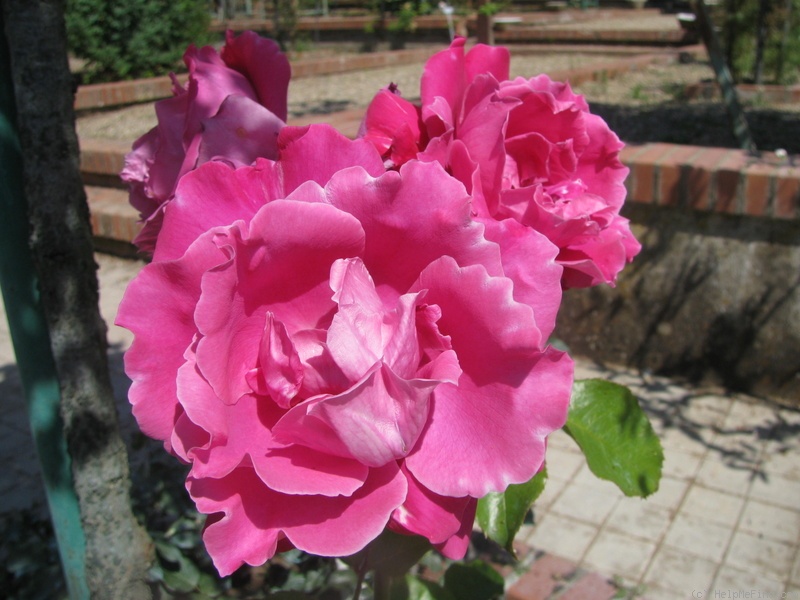 'Profumo Romano' rose photo