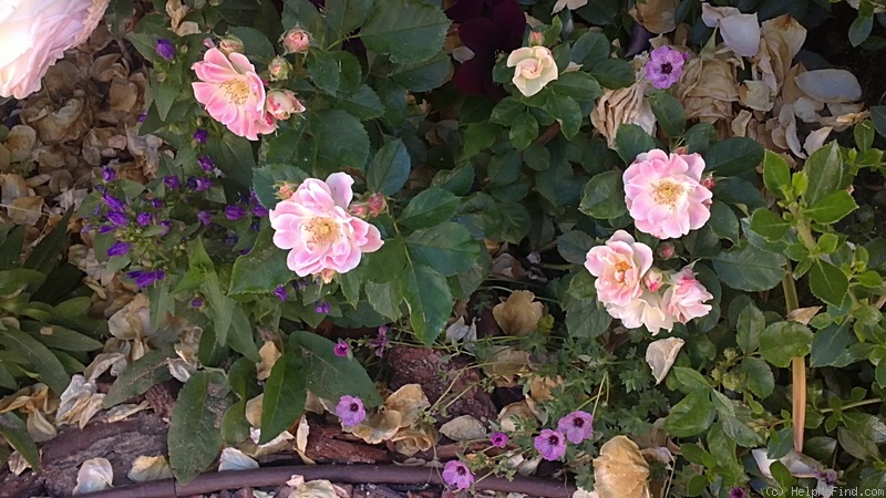 'Woman's Hour' rose photo