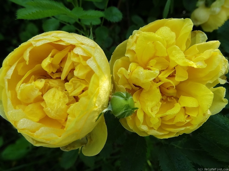 'Persian Yellow' rose photo