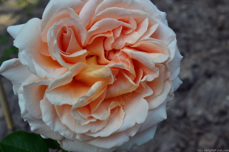 'Dany Hahn ®' rose photo
