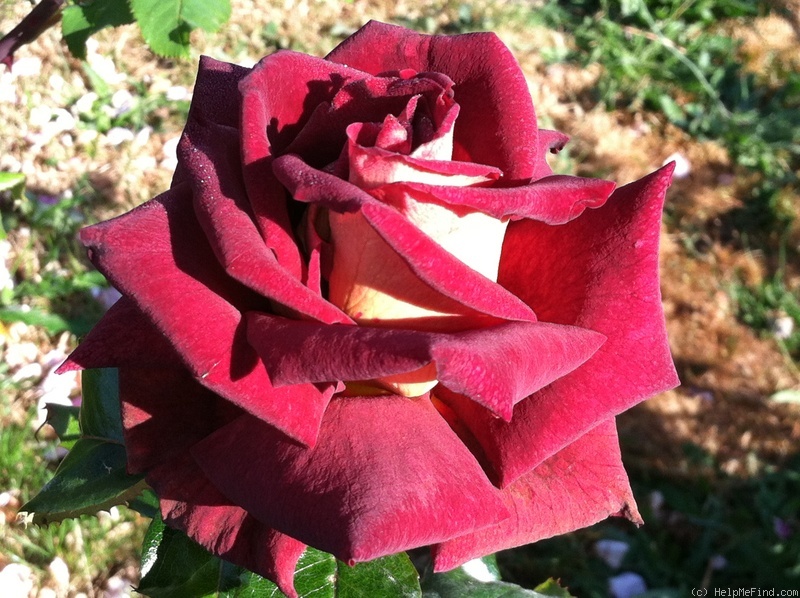 'Dark Night (hybrid tea, Meilland before 2008)' rose photo