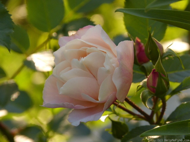 'Calapuno' rose photo