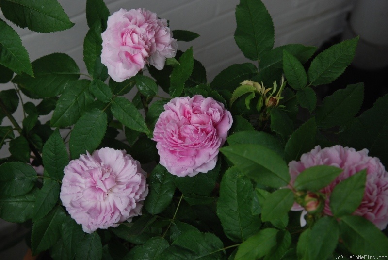 'Jacques Cartier' rose photo