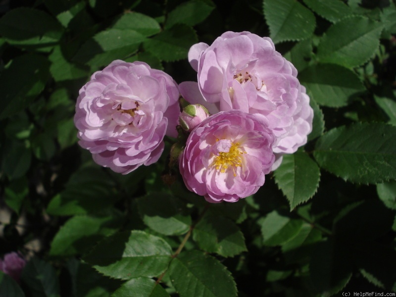 'Parník Liptov' rose photo