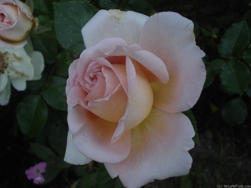 'Chloe Renaissance' rose photo