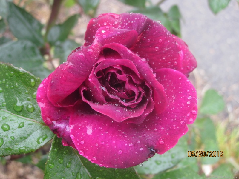 'Intrigue (floribunda, Warriner 1982)' rose photo