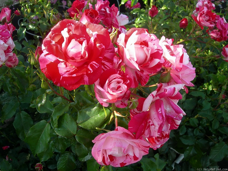 'Excentrique ®' rose photo