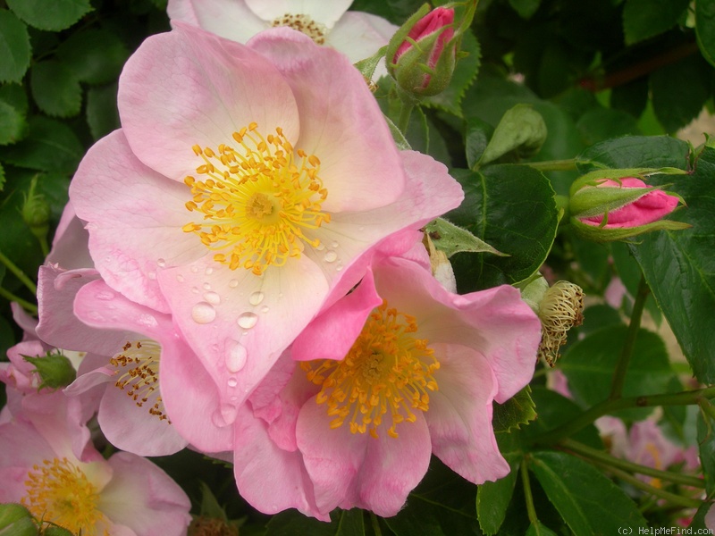 'Jeanne de Chedigny®' rose photo