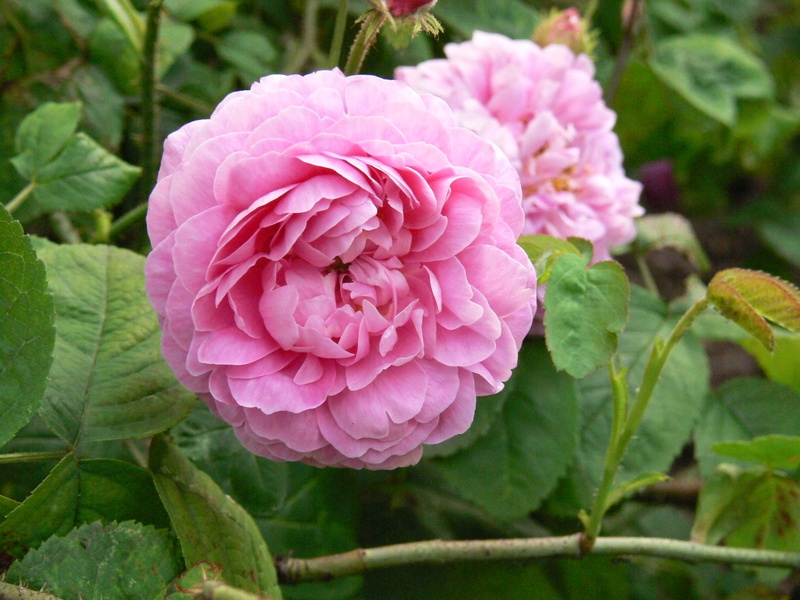 'Madame Joséphine Guyet' rose photo