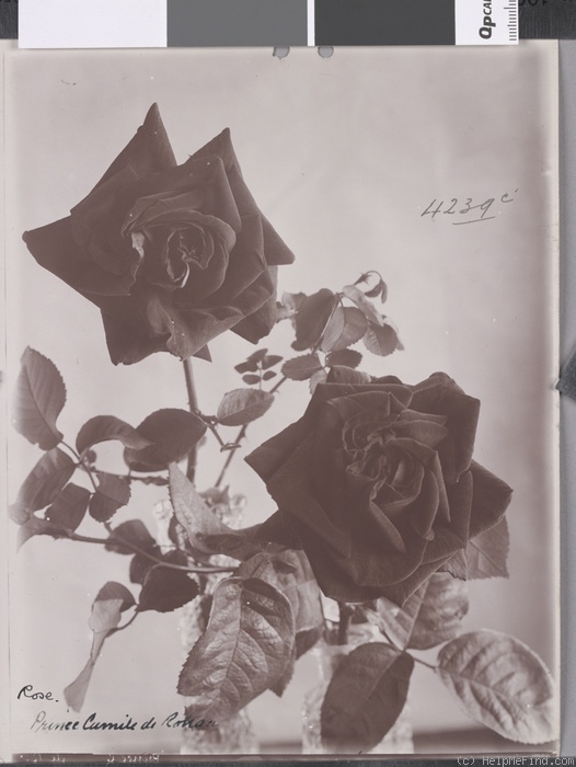 'Prince Camille de Rohan' rose photo