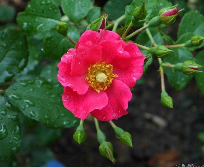 'Wild Thing (shrub, Zary 2007)' rose photo