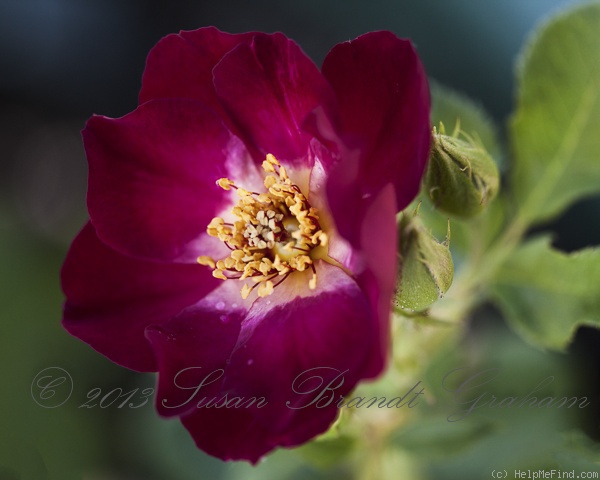 'Route 66' rose photo