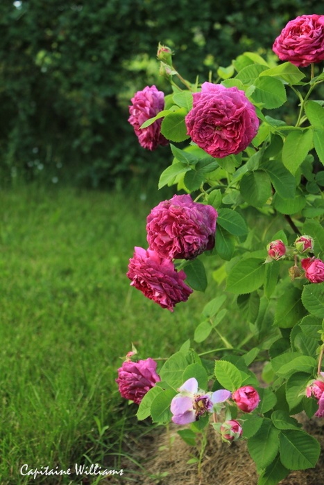 'Capitaine Williams' rose photo