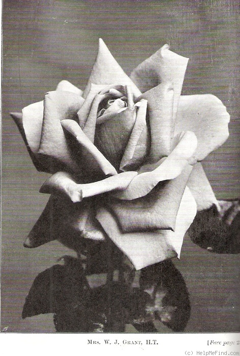 'Belle Siebrecht' rose photo