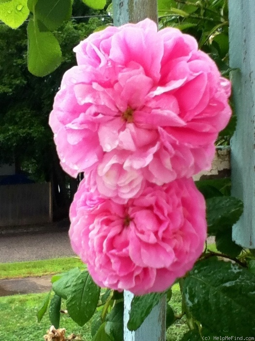 'Blush Hip' rose photo