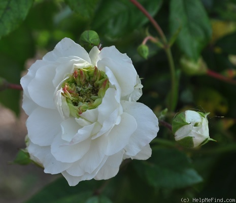 'Jeanne Richert' rose photo