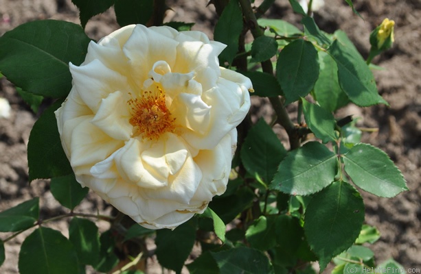 'Golden Ophelia, Cl.' rose photo