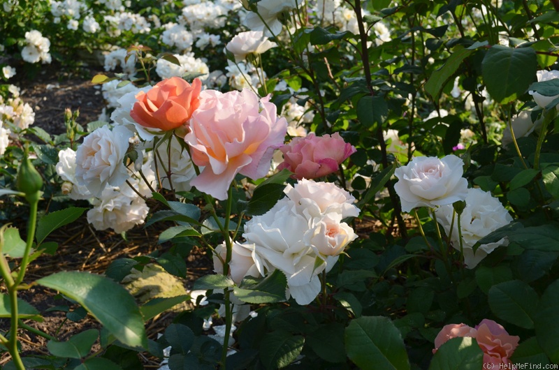 'Sweet Blondie ®' rose photo