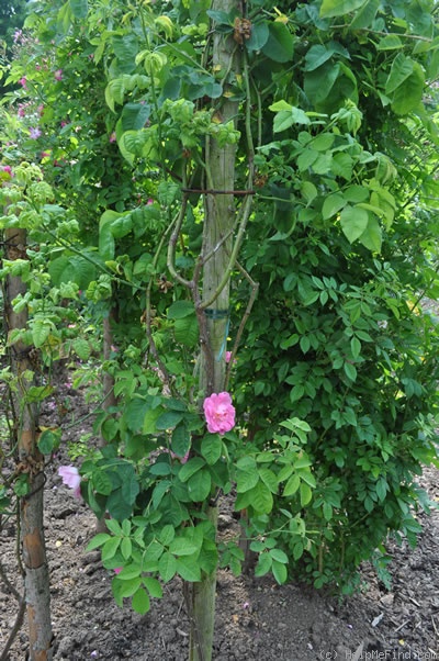 'Virago (hybrid setigera, Geschwind, 1887)' rose photo