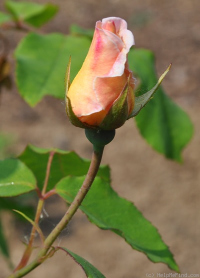 'Bishop Darlington' rose photo