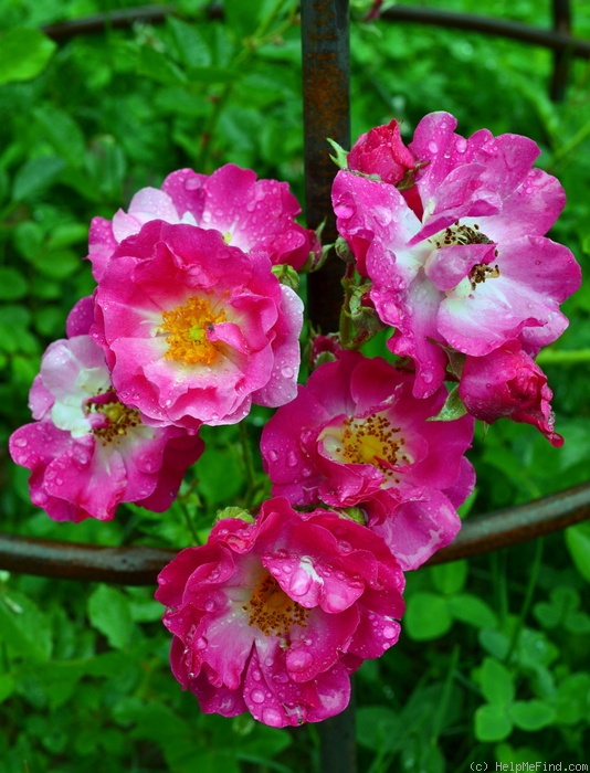 'Marie Gouchault' rose photo