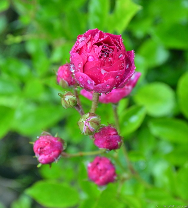 'Gräfin Marie Henriette Chotek' rose photo
