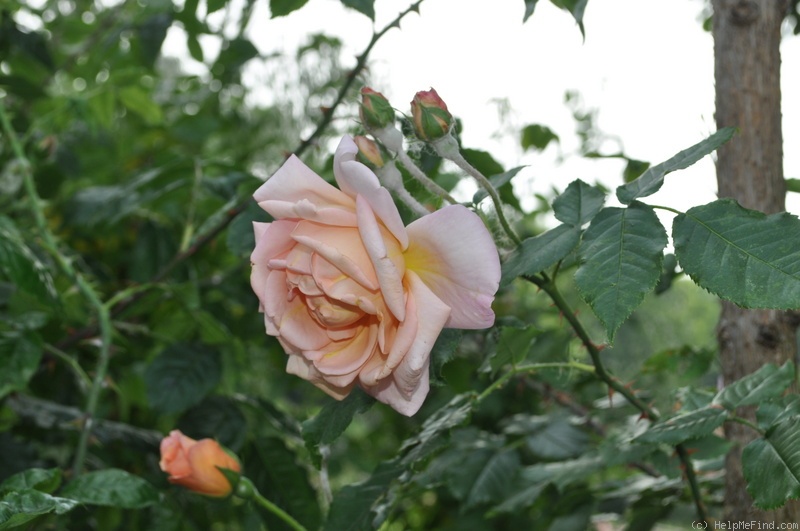 'Louis Rödiger' rose photo