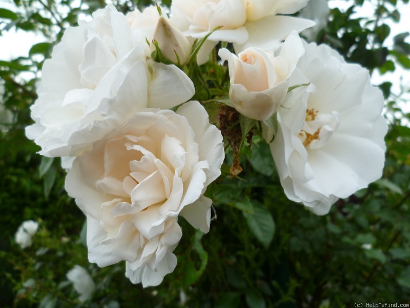 'Hella (climber, Kordes, 2003)' rose photo