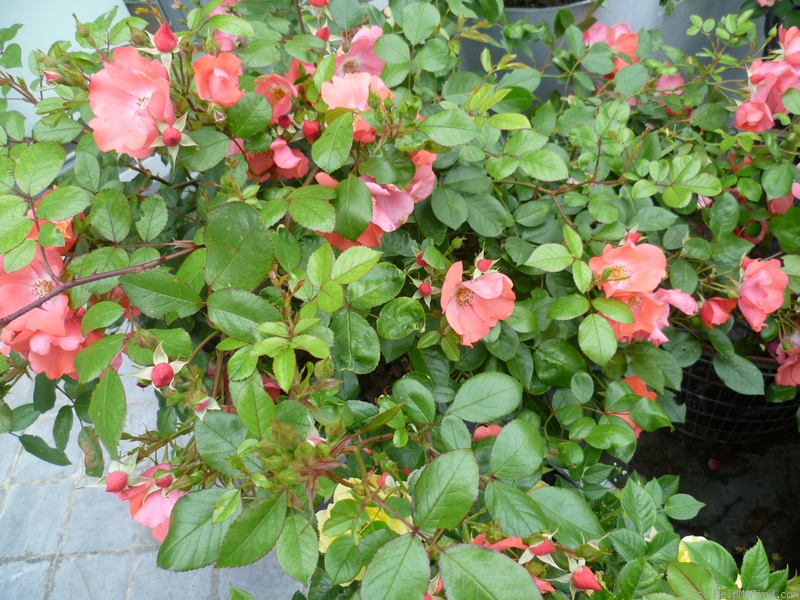 'Amstelveen' rose photo