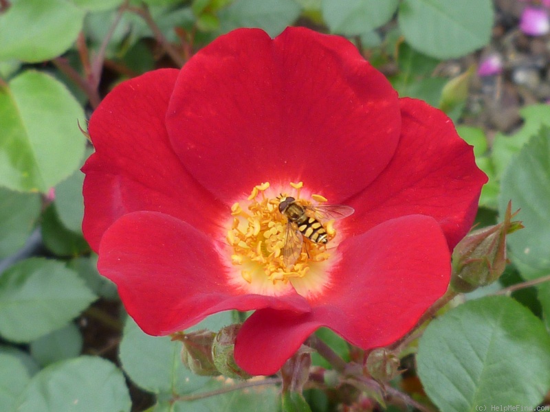'Archimedes' rose photo
