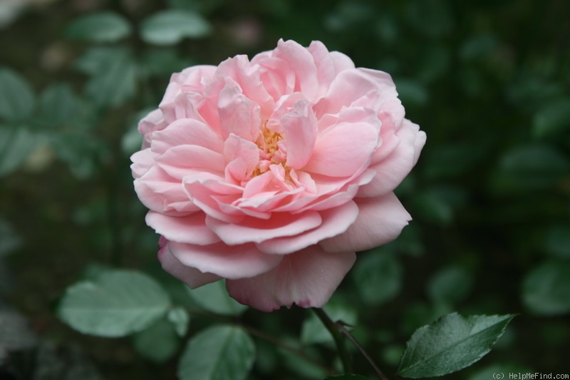 'Alister Clark (floribunda, Newman 1990)' rose photo