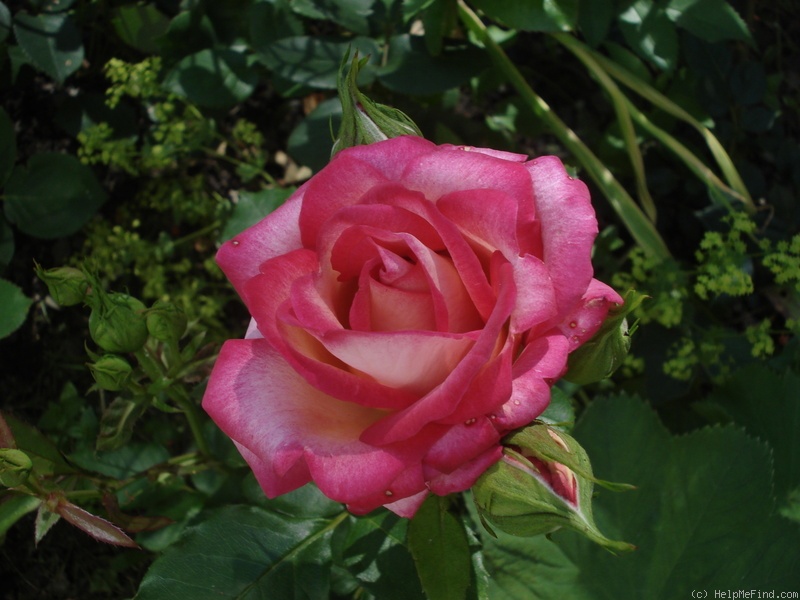 'Super Disco de Meilland' rose photo