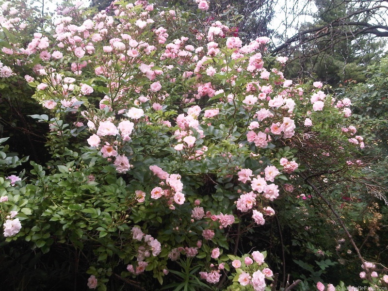 '<i>Rosa multiflora coccinea</i>' rose photo