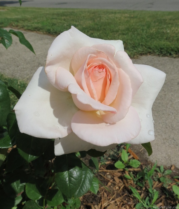 'Francis Meilland' rose photo