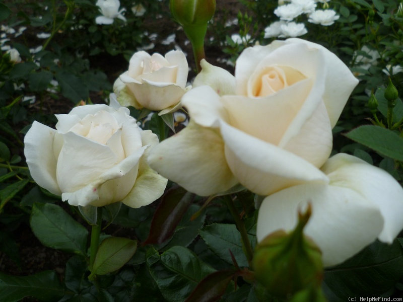 'Auckland Metro' rose photo