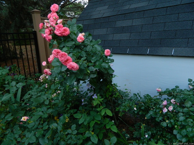 'Antique '89' rose photo