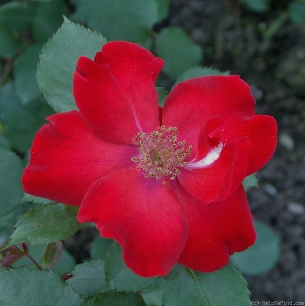 'Sarabande' rose photo