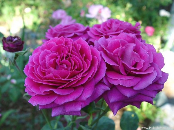 'Stephens' Big Purple (Hybrid Tea, Stephens, 1985)' rose photo