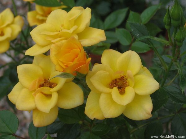 'Ray of Sunshine' rose photo